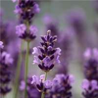 Arganový olej pro pleť a tělo - levandule 250 ml