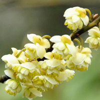 citronová tráva & vavřín mýdlo na ruce s arganovým olejem