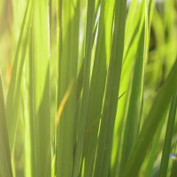 Glycerinové mýdlo s levandulí